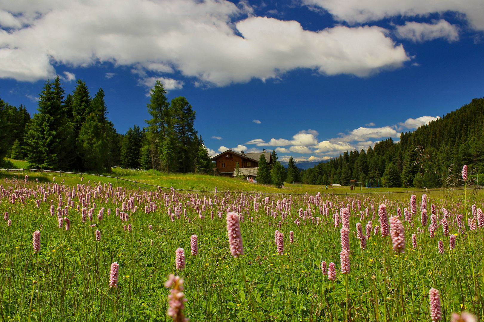 Sommer-Wiesen-Traum