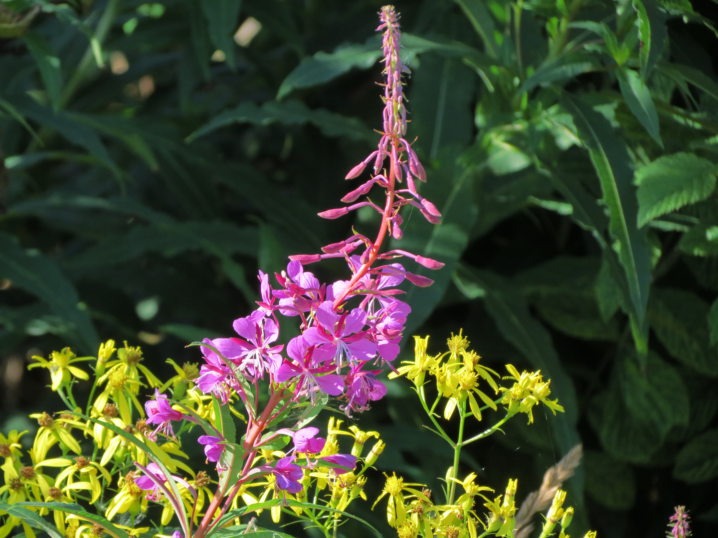 Sommer-Wildblumen