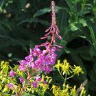 Sommer-Wildblumen