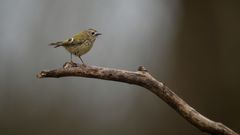 (Sommer)  Wintergoldhähnchen