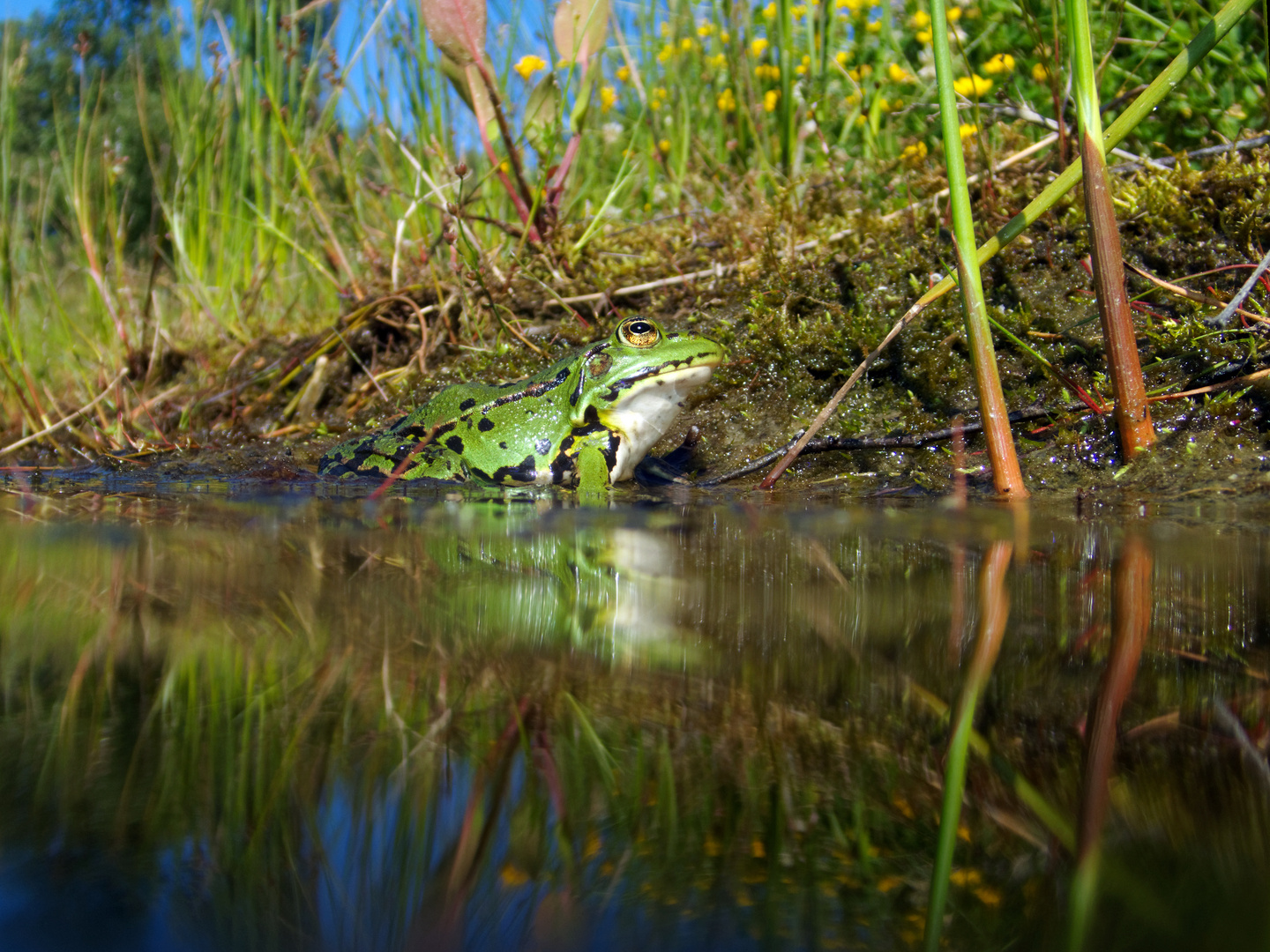 Sommer, wo bleibst du? Frosch am Teich