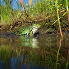 Sommer, wo bleibst du? Frosch am Teich