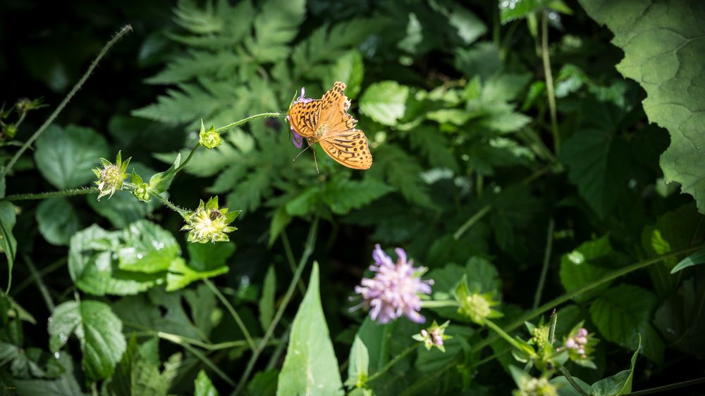 Sommer - Zeit der Schmetterlinge