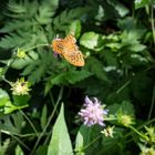 Sommer - Zeit der Schmetterlinge