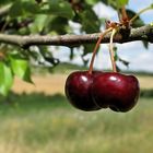 Sommer, Zeit für Kirschen