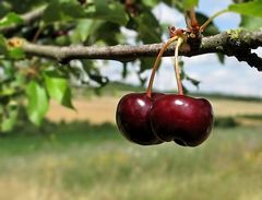 Sommer, Zeit für Kirschen