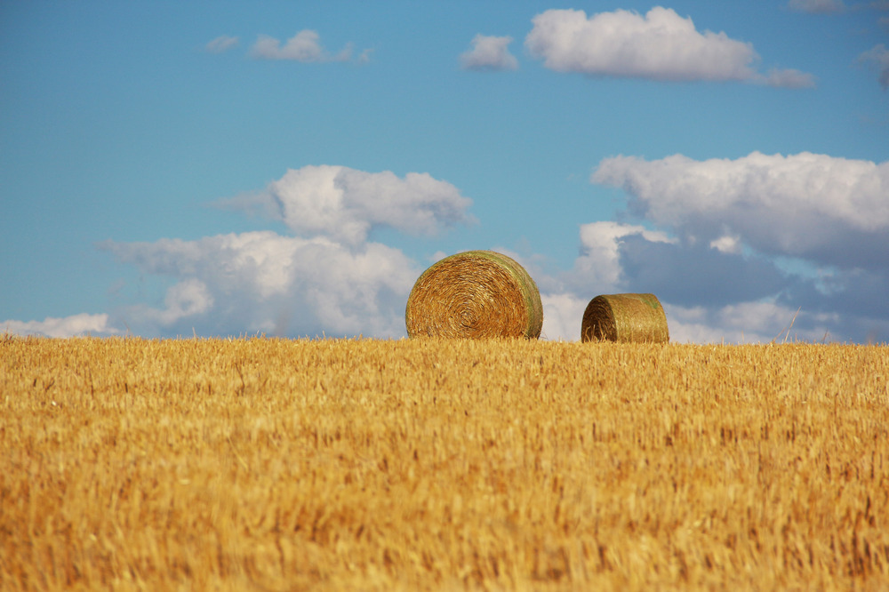 Sommer Zeit ist Erntezeit