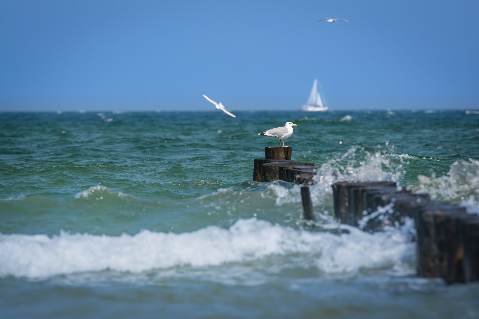 Sommer Zingst