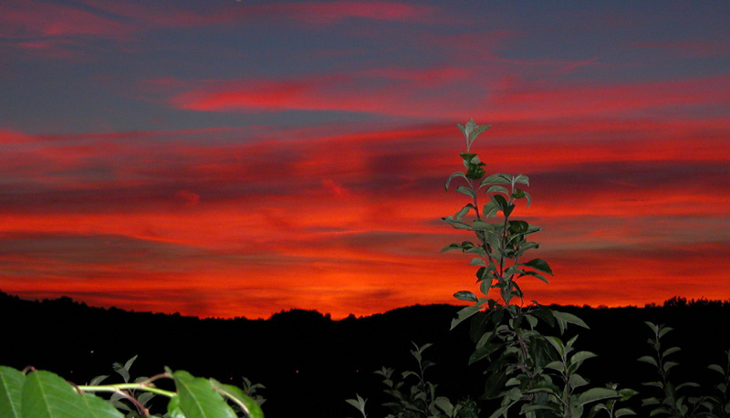 sommer2005