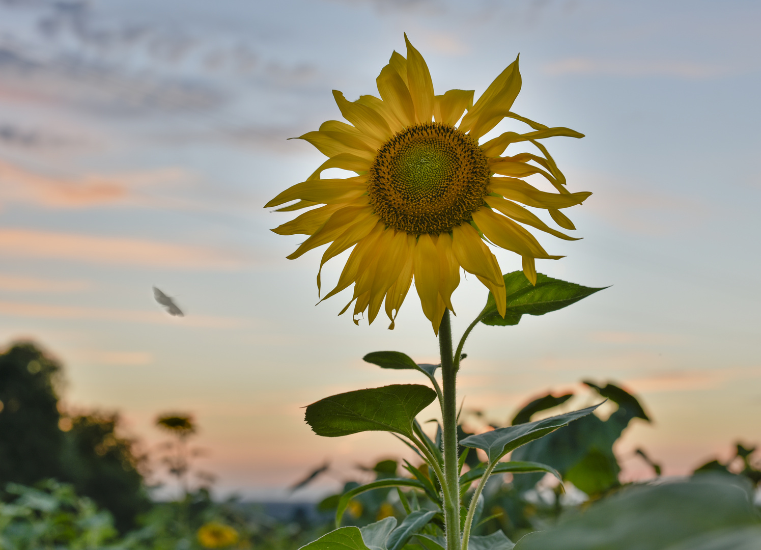 Sommerabend