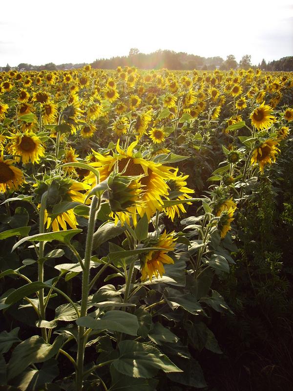 Sommerabend