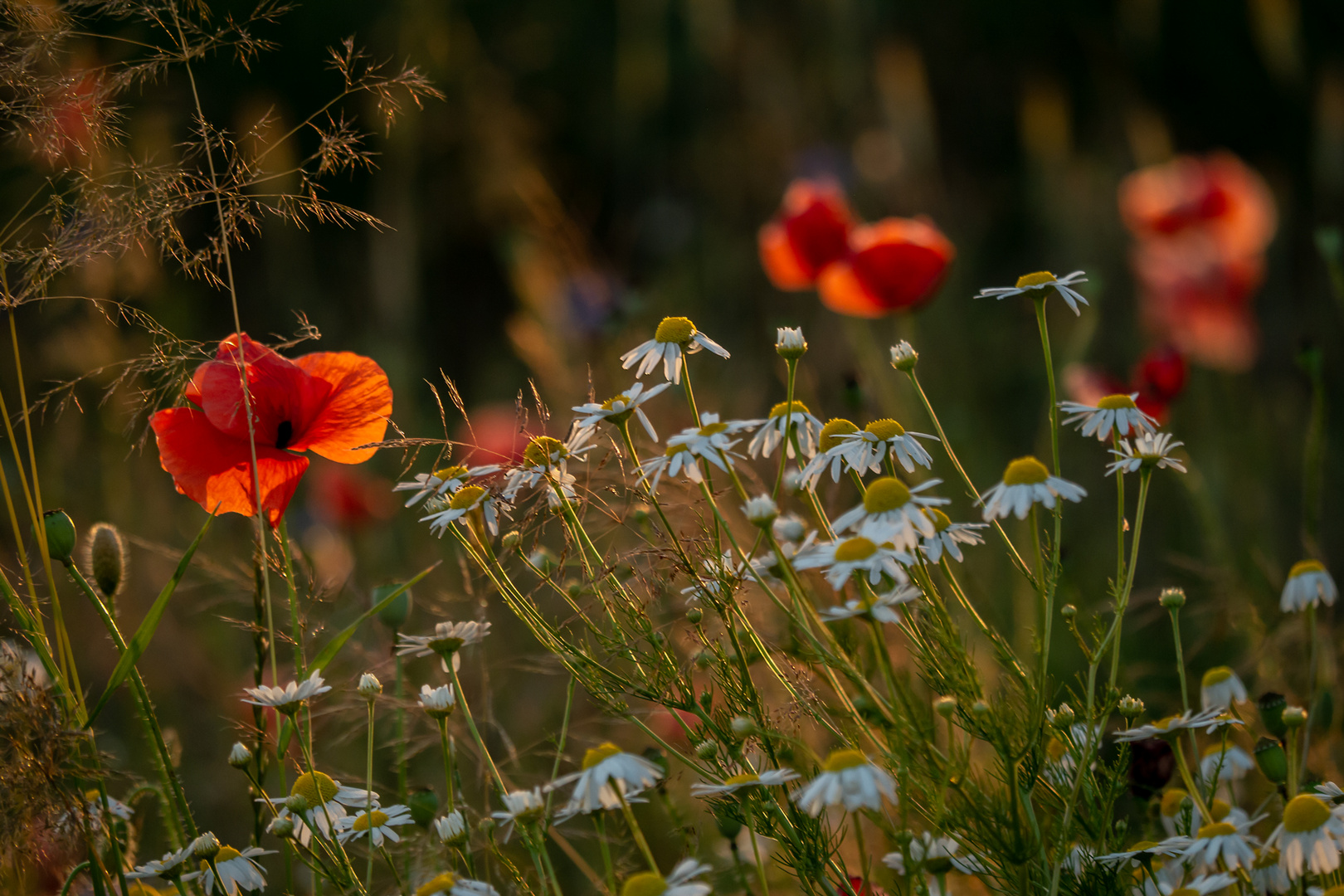 "Sommerabend"