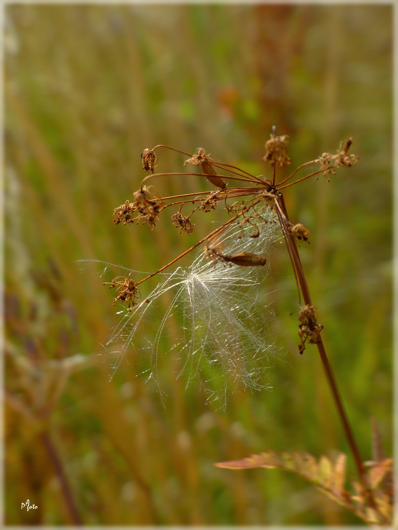 Sommerabend