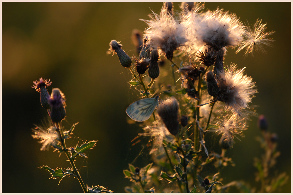 Sommerabend