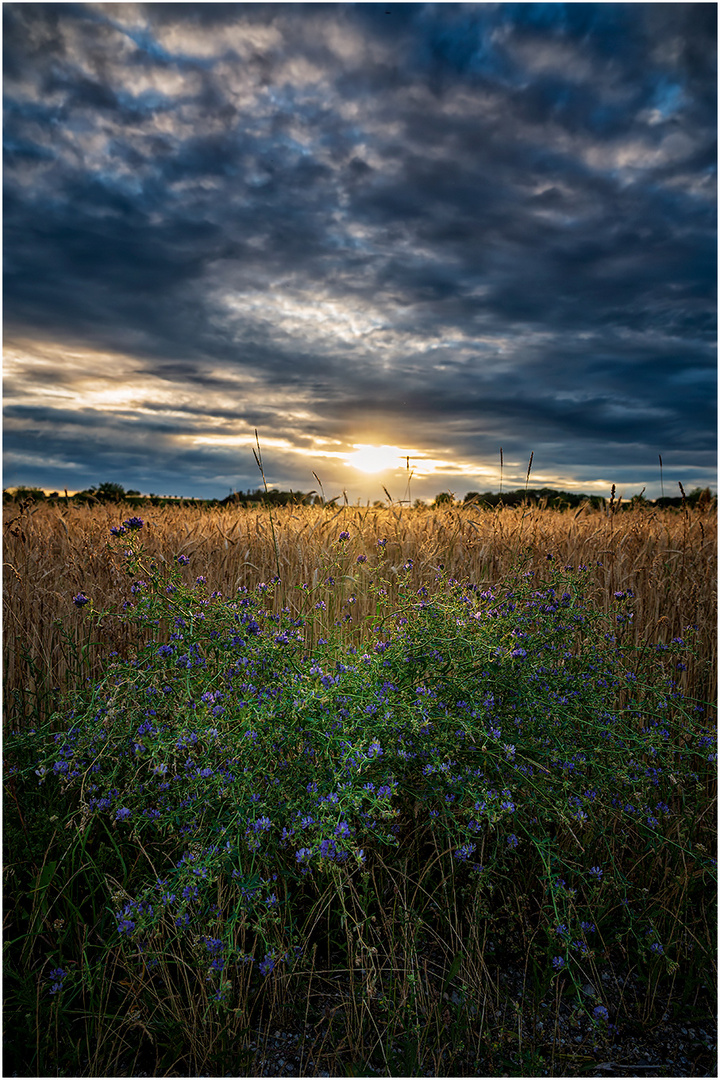 Sommerabend