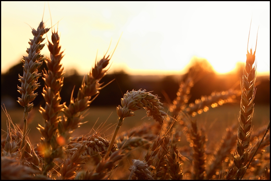 Sommerabend