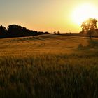 Sommerabend.