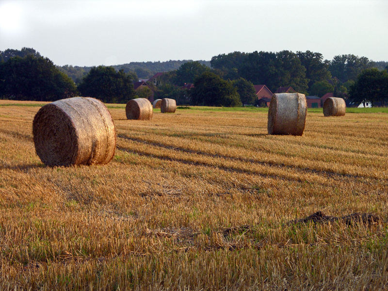 Sommerabend-5 2007