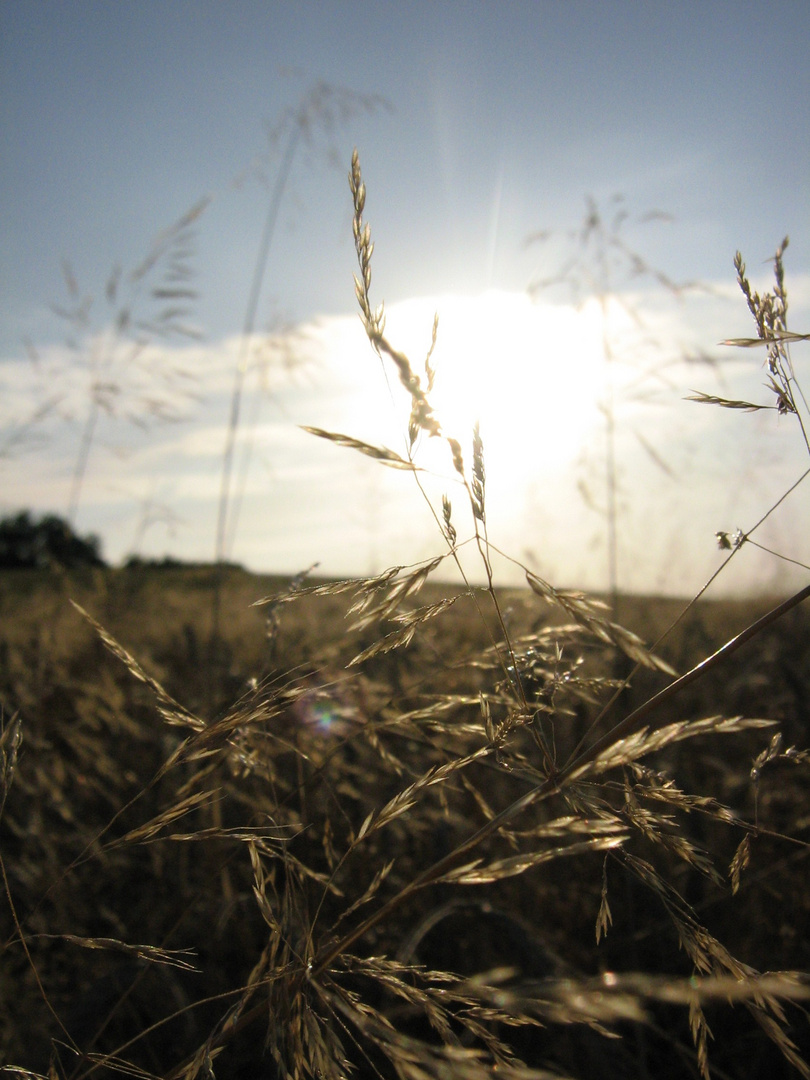 Sommerabend