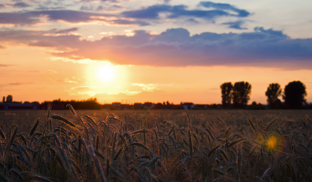 Sommerabend