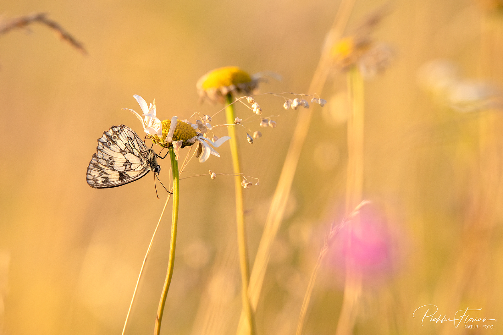 Sommerabend