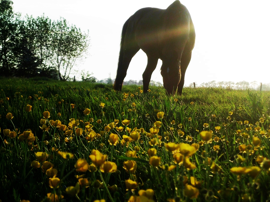 Sommerabend