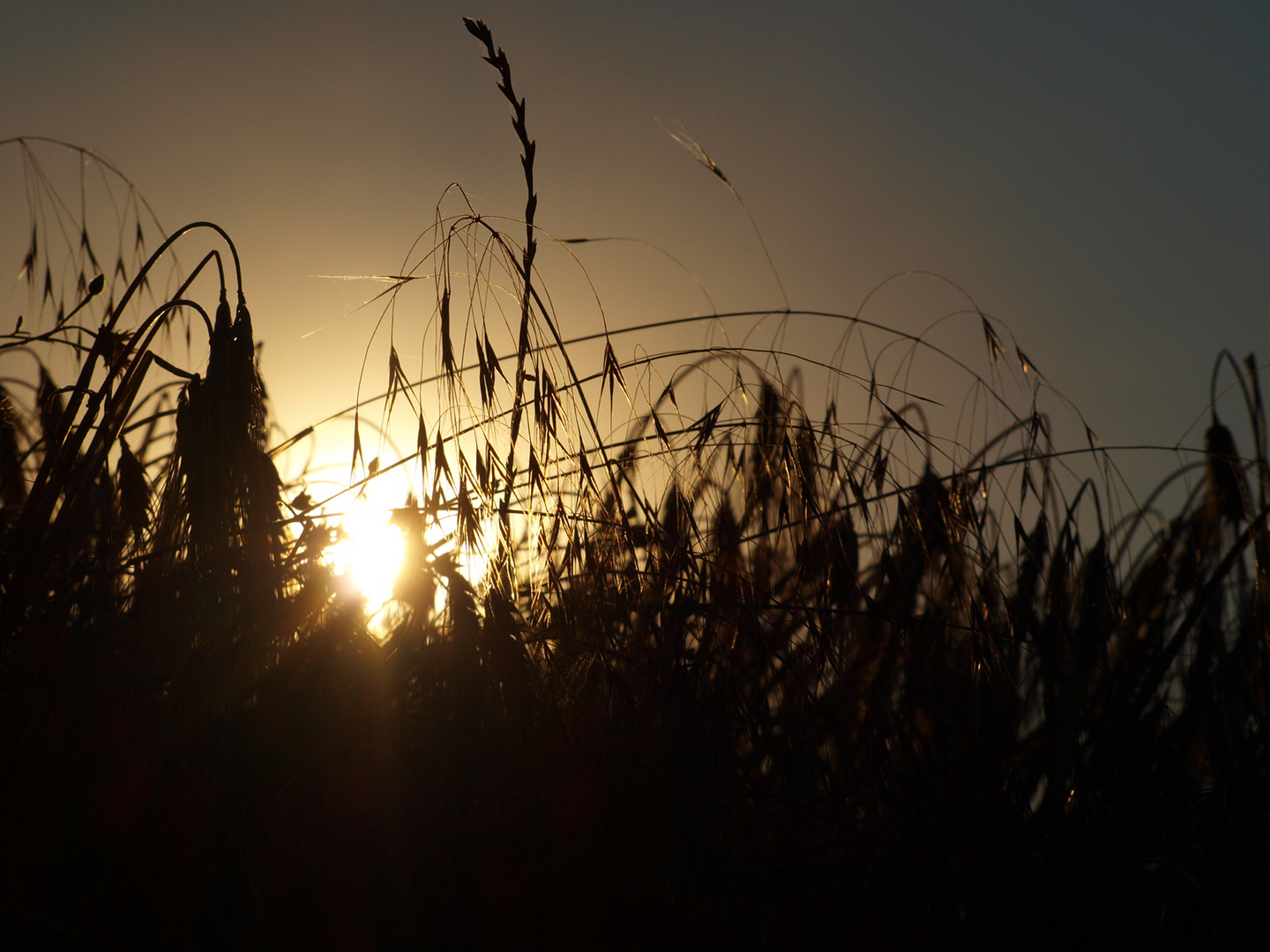 Sommerabend