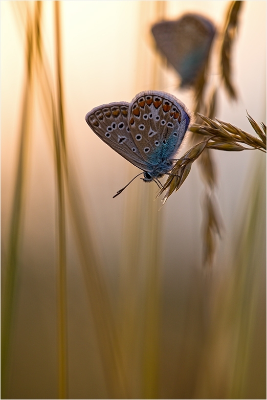 Sommerabend