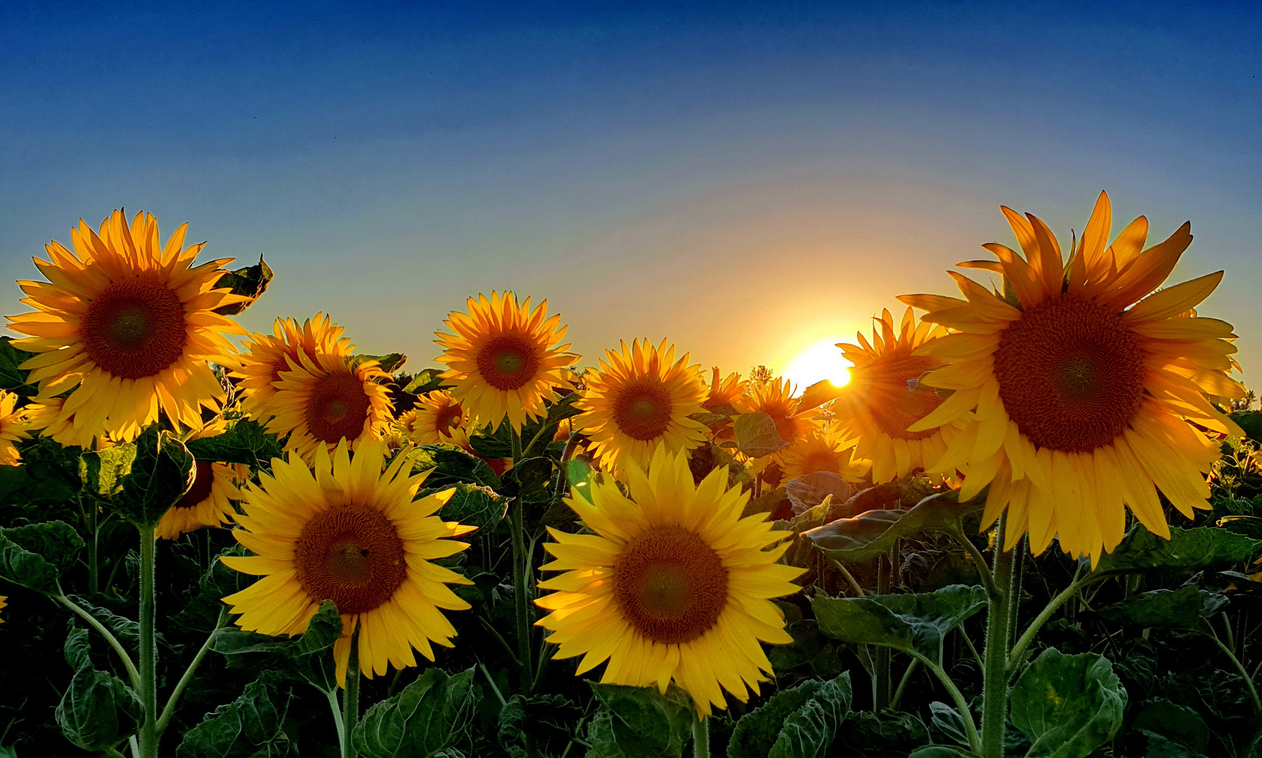 Sommerabend Foto & Bild jahreszeiten, sommer, blüten Bilder auf