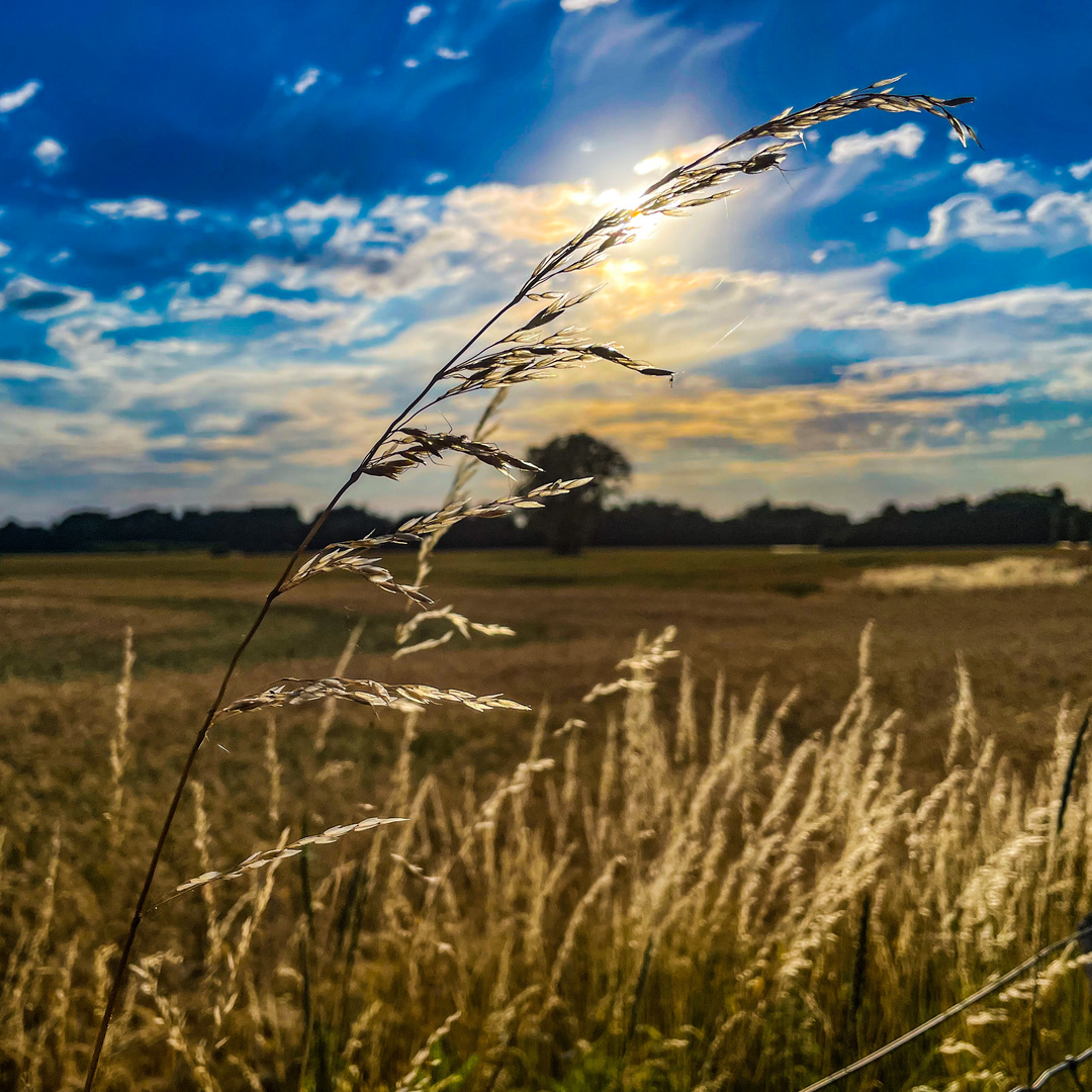 Sommerabend