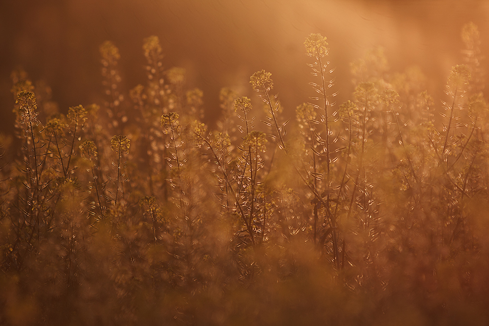 "Sommerabend"