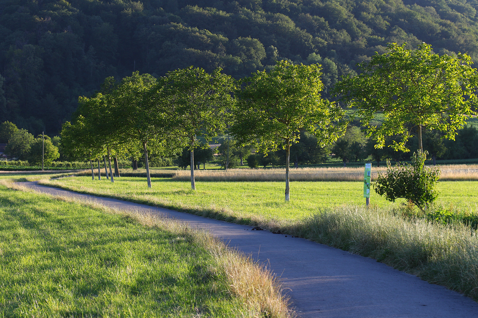 Sommerabend-Allee