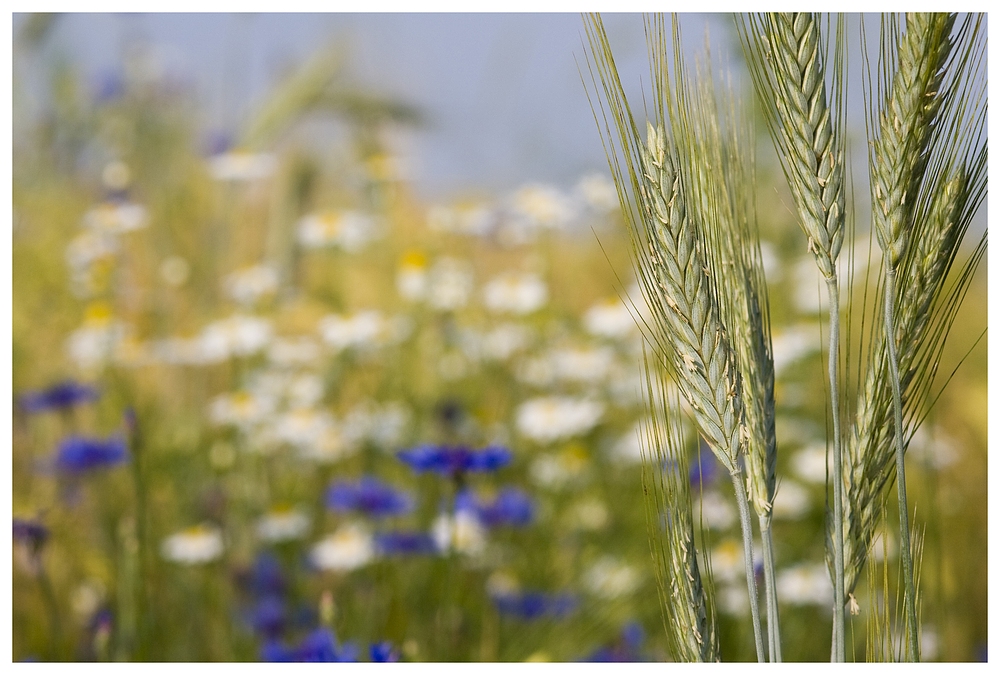 Sommerabend am Getreidefeld