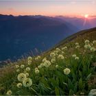 sommerabend am hönig