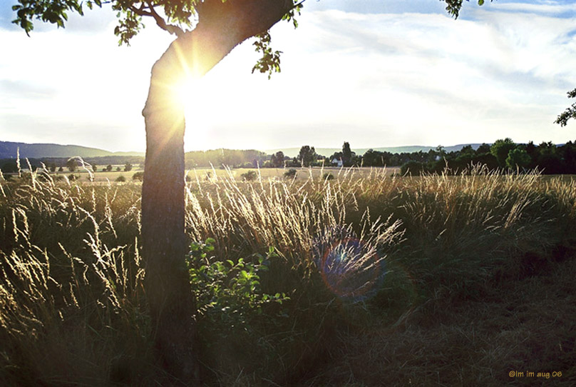 sommerabend am osterwald