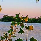 Sommerabend am Rhein