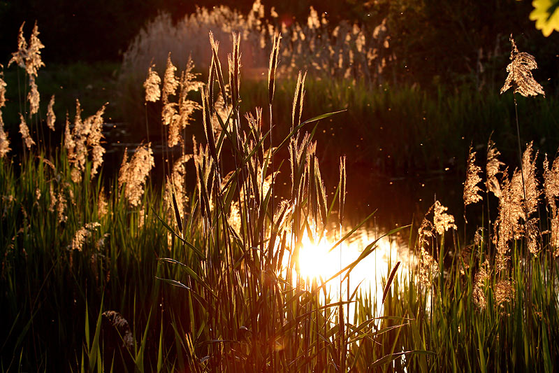 Sommerabend am See im Wendland