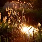 Sommerabend am See im Wendland