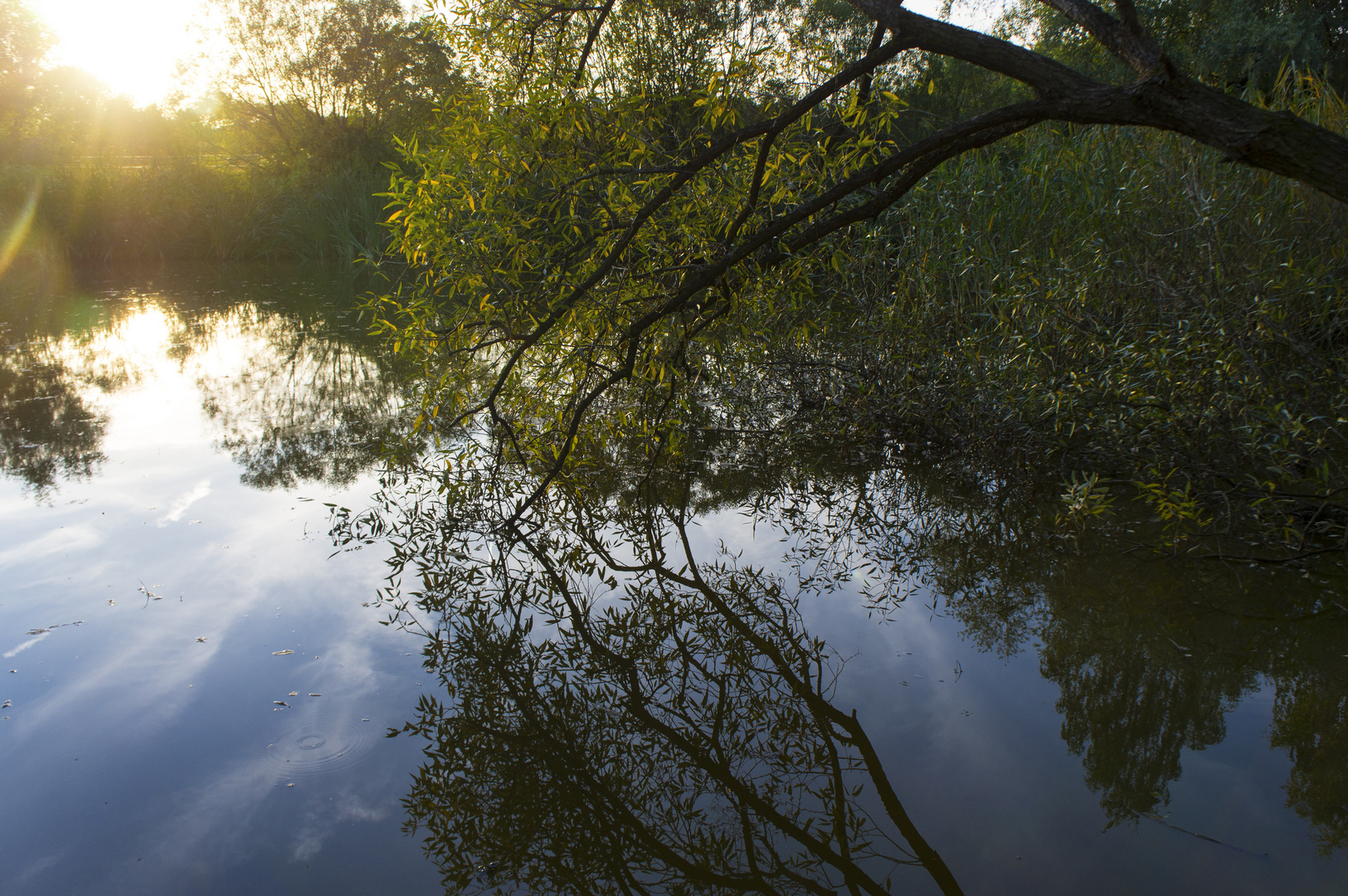 Sommerabend am Weiher