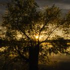 Sommerabend am Weiher