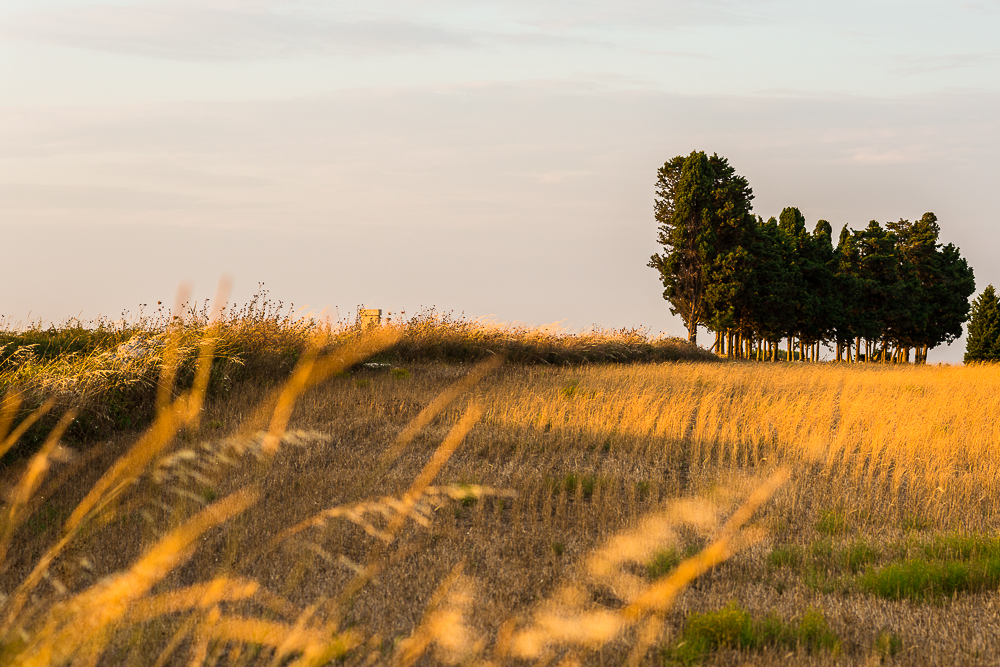 Sommerabend Apulien