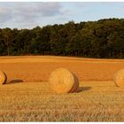 Sommerabend auf dem Feld