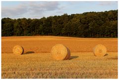 Sommerabend auf dem Feld