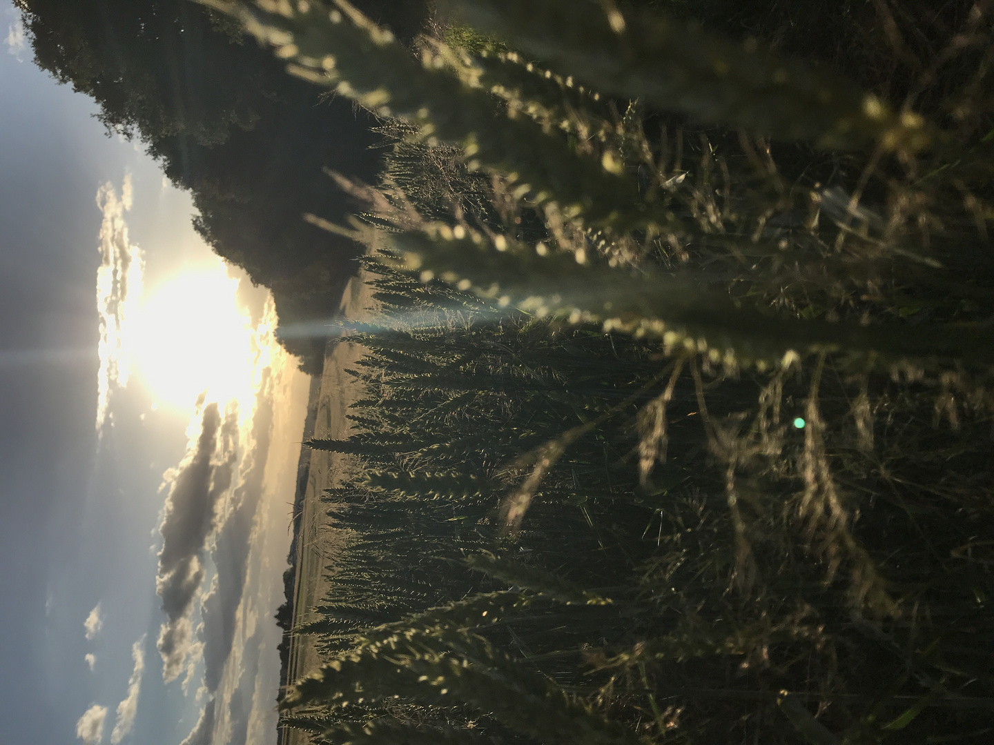 Sommerabend auf dem Feld