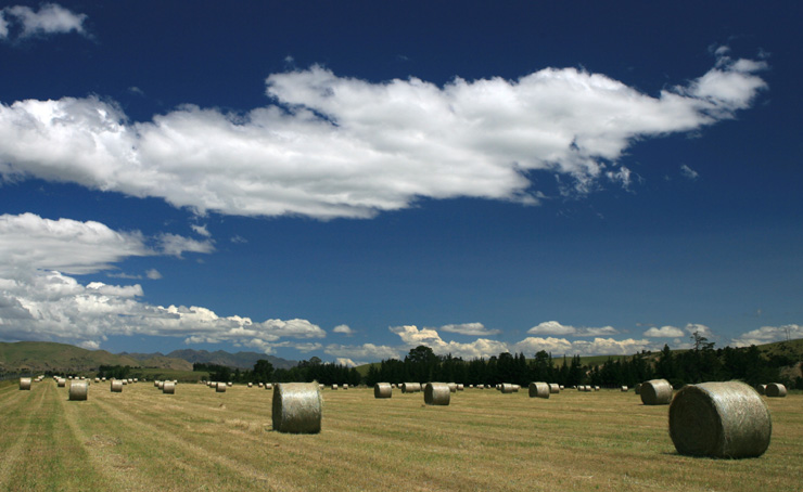 Sommerabend auf dem Feld