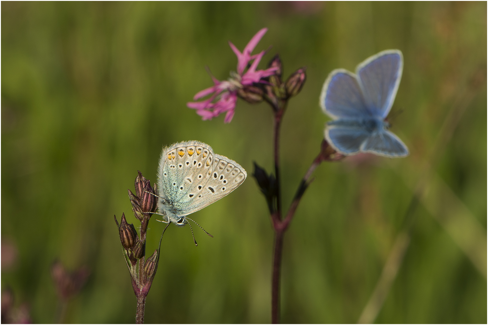 Sommerabend auf der Schmetterlingswiese