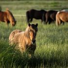 Sommerabend auf der Weide