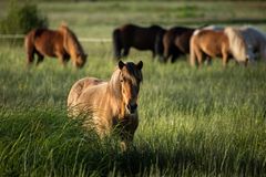 Sommerabend auf der Weide