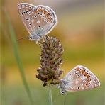 Sommerabend auf der Wiese