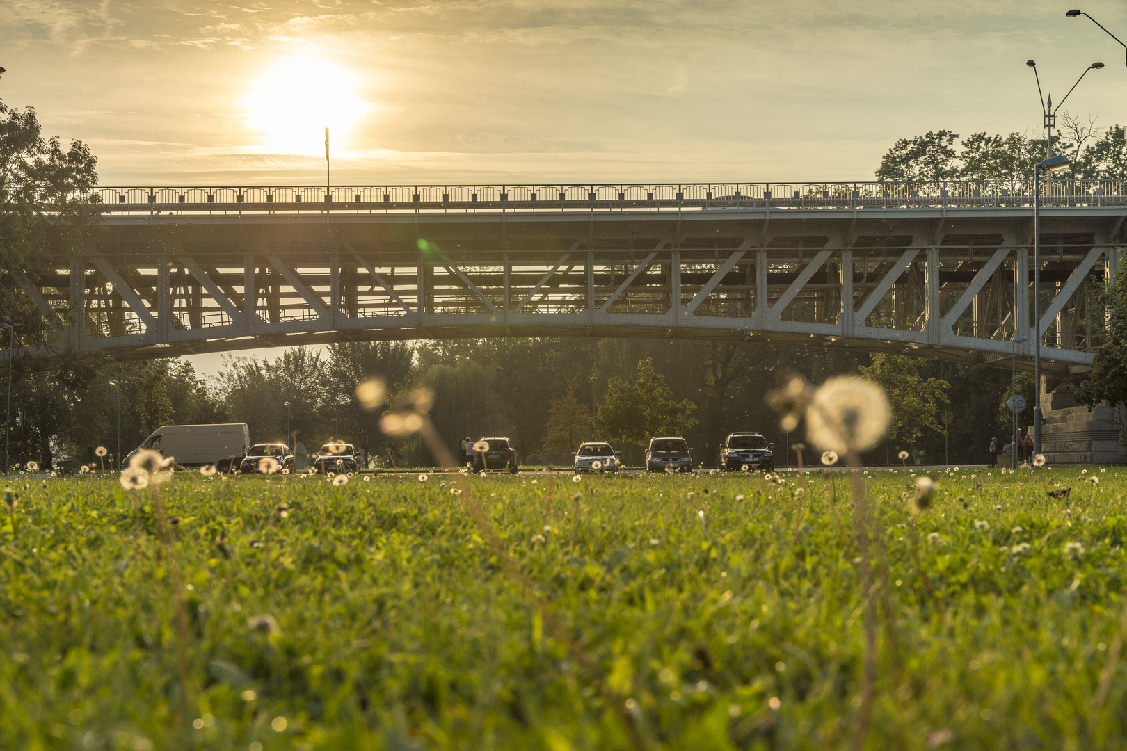 Sommerabend auf der Wiese